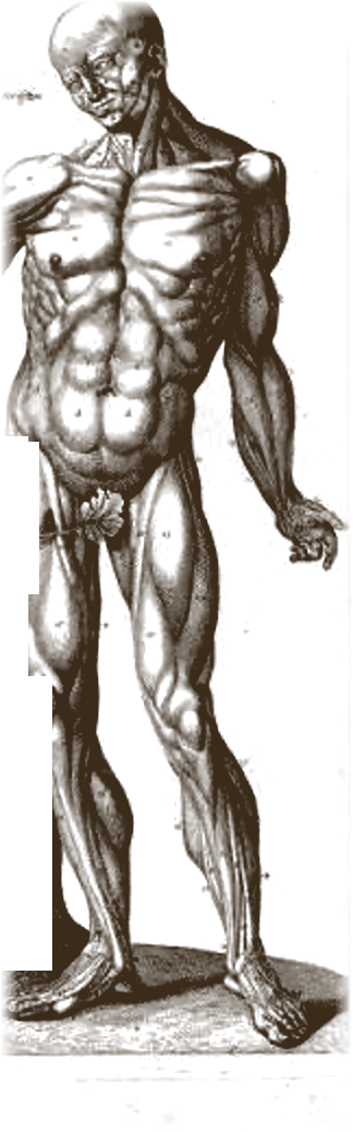 Anatomical figure